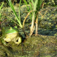 Aransas National Wildlife Refuge