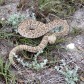 Aransas National Wildlife Refuge