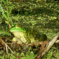 Aransas National Wildlife Refuge