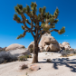 Joshua Tree National Park