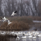 Colusa National Wildlife Refuge