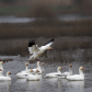 Colusa National Wildlife Refuge
