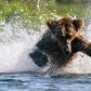 Katmai National Park & Preserve
