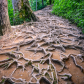 Great Smoky Mountains National Park