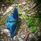 Great Smoky Mountains National Park