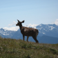 Olympic National Park