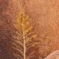 Joshua Tree National Park