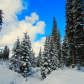 Boise National forest