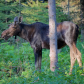 Isle Royale National Park