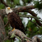 Voyageurs National Park