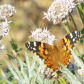Modoc National Forest