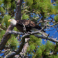 Voyageurs National Park
