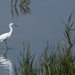 Bombay Hook National Wildlife Refuge 