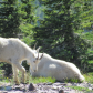 Glacier National Park