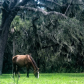 Cumberland Island National Seashore