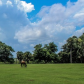 Cumberland Island National Seashore