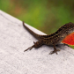 Everglades National Park