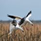 Blackwater National Wildlife Refuge