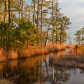 Blackwater National Wildlife Refuge