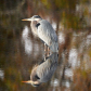 Blackwater National Wildlife Refuge