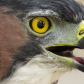 Morley Nelson Snake River Birds of Prey National Conservation Area 