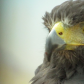 Morley Nelson Snake River Birds of Prey National Conservation Area 