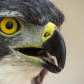 Morley Nelson Snake River Birds of Prey National Conservation Area 