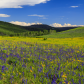 Uinta-Wasatch-Cache National Forest