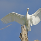 Blackwater National Wildlife Refuge