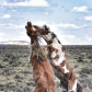 Sand Wash Basin Herd Management Area 