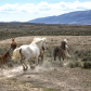 Sand Wash Basin Herd Management Area 
