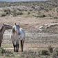 Sand Wash Basin Herd Management Area 
