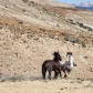 Sand Wash Basin Herd Management Area 