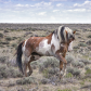 Sand Wash Basin Herd Management Area 