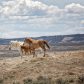 Sand Wash Basin Herd Management Area 
