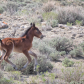 Sand Wash Basin Herd Management Area 