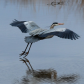 Blackwater National Wildlife Refuge