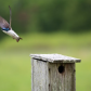 Bombay Hook Wildlife Refuge
