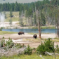 Yellowstone National Park 