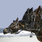 Assateague Island National Seashore