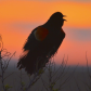 Bombay Hook National Wildlife Refuge