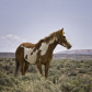 Sand Wash Basin Herd Management Area 