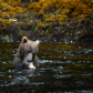 Tongass National Forest