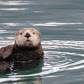 Kenai Fjords National Park 
