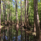 Congaree National Park