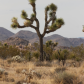 Joshua Tree National Park