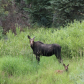 Manti-La Sal National Forest