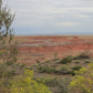 Petrified Forest National Park