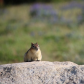 Custer National Forest