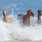Assateague Island National Seashore